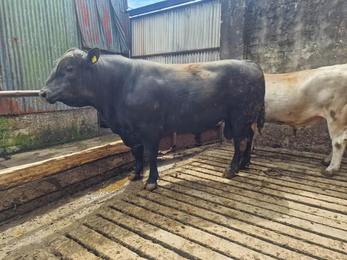 Angus Bull - Image 4