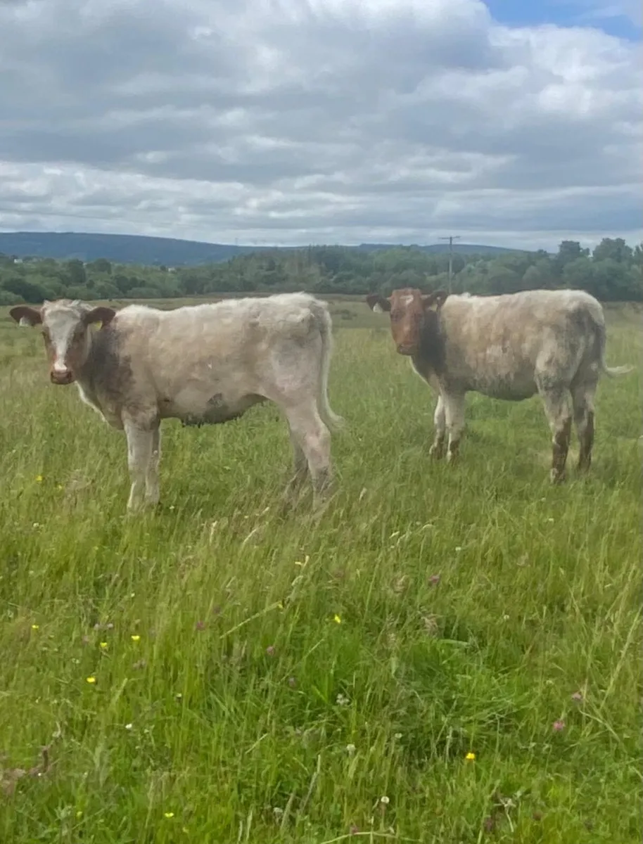 Two roan shorthorn weanling heifers - Image 1