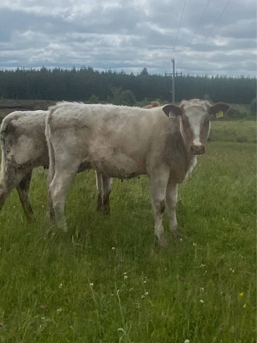 Two roan shorthorn weanling heifers - Image 2