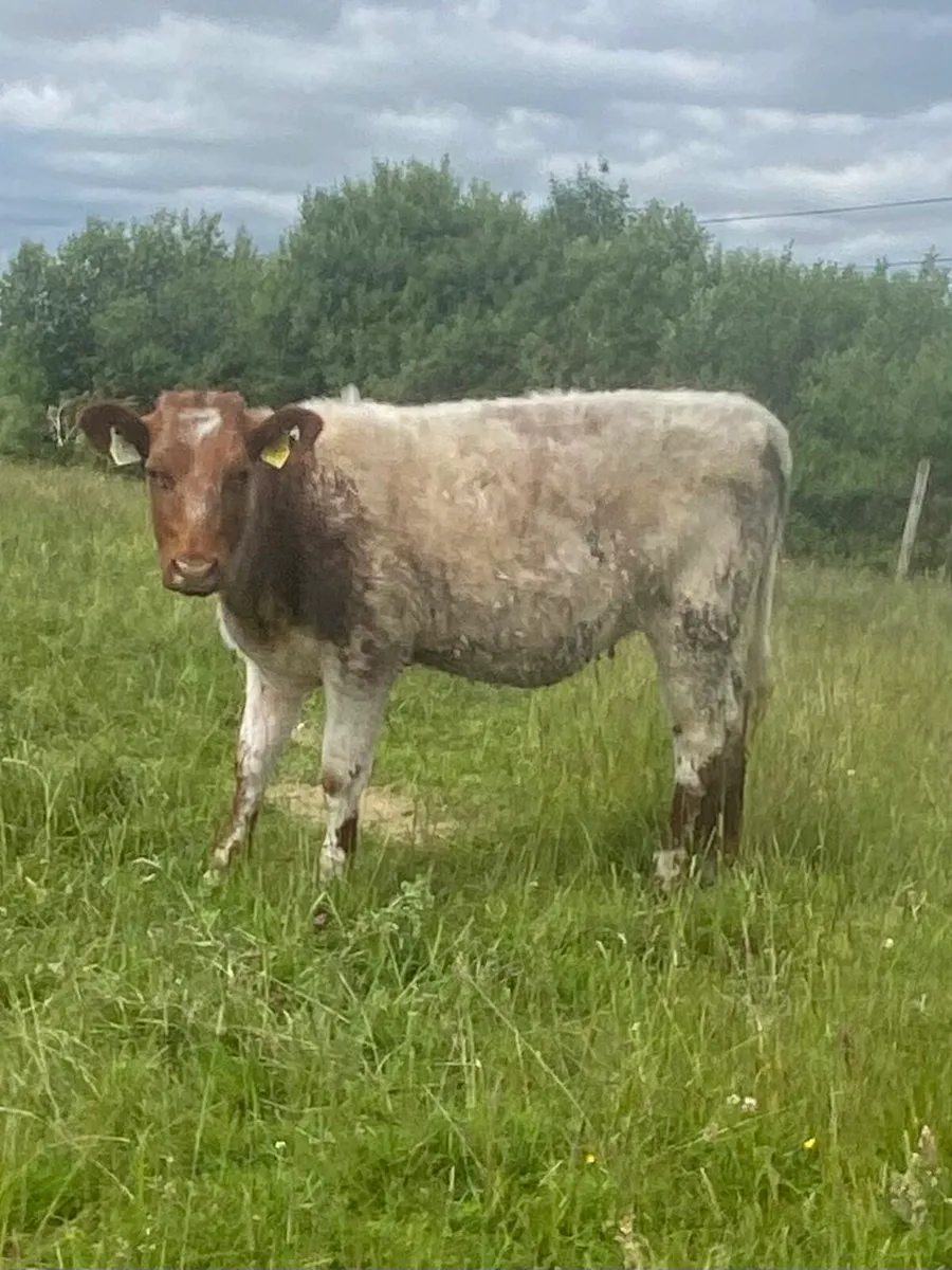 Two roan shorthorn weanling heifers - Image 3