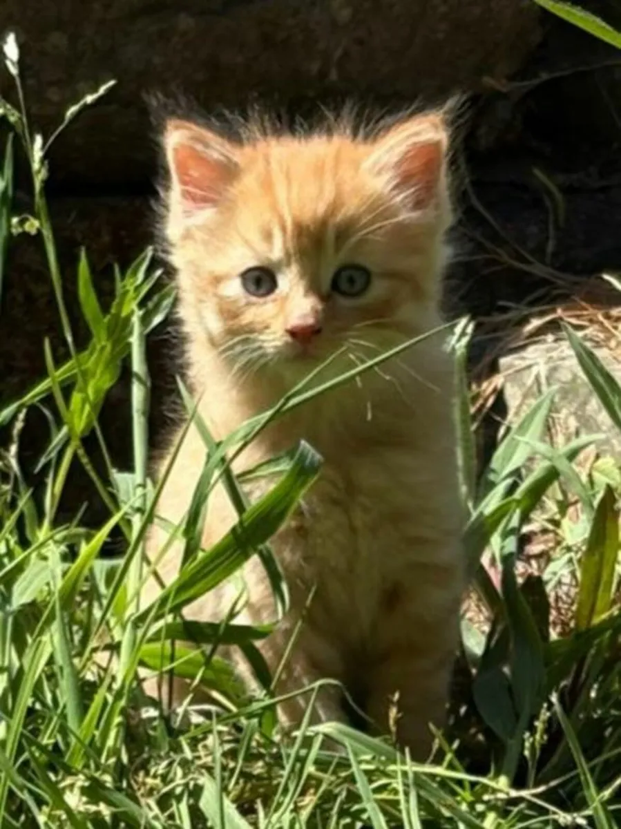 Kitten - Image 1