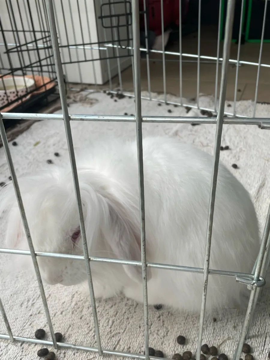 white lop/lion head mix - Image 1