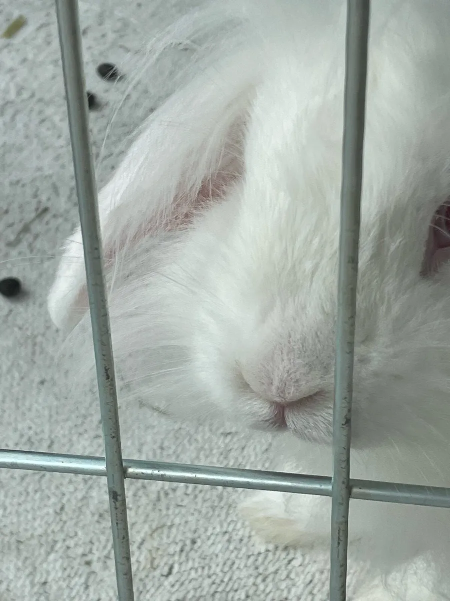 white lop/lion head mix - Image 3