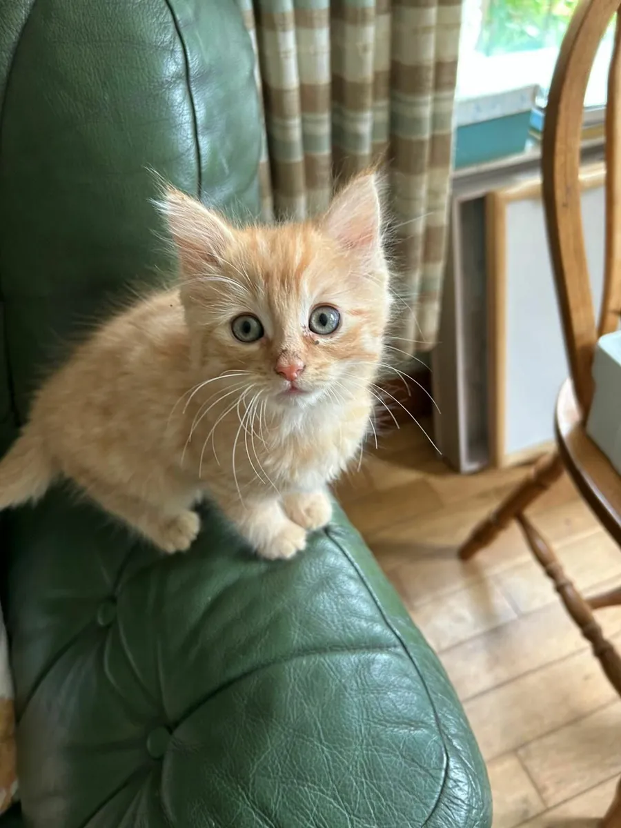 Kitten - Image 2