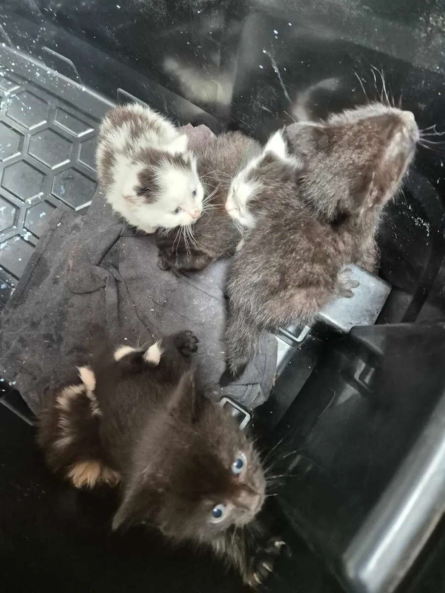 Kittens - Image 3