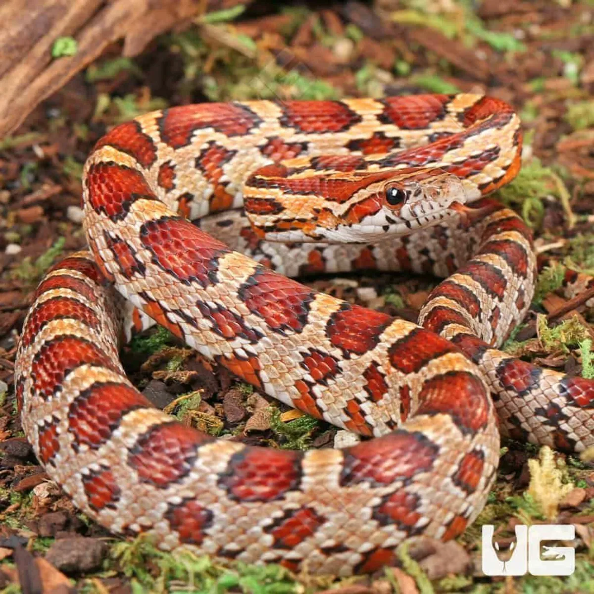 Corn Snake - Image 1
