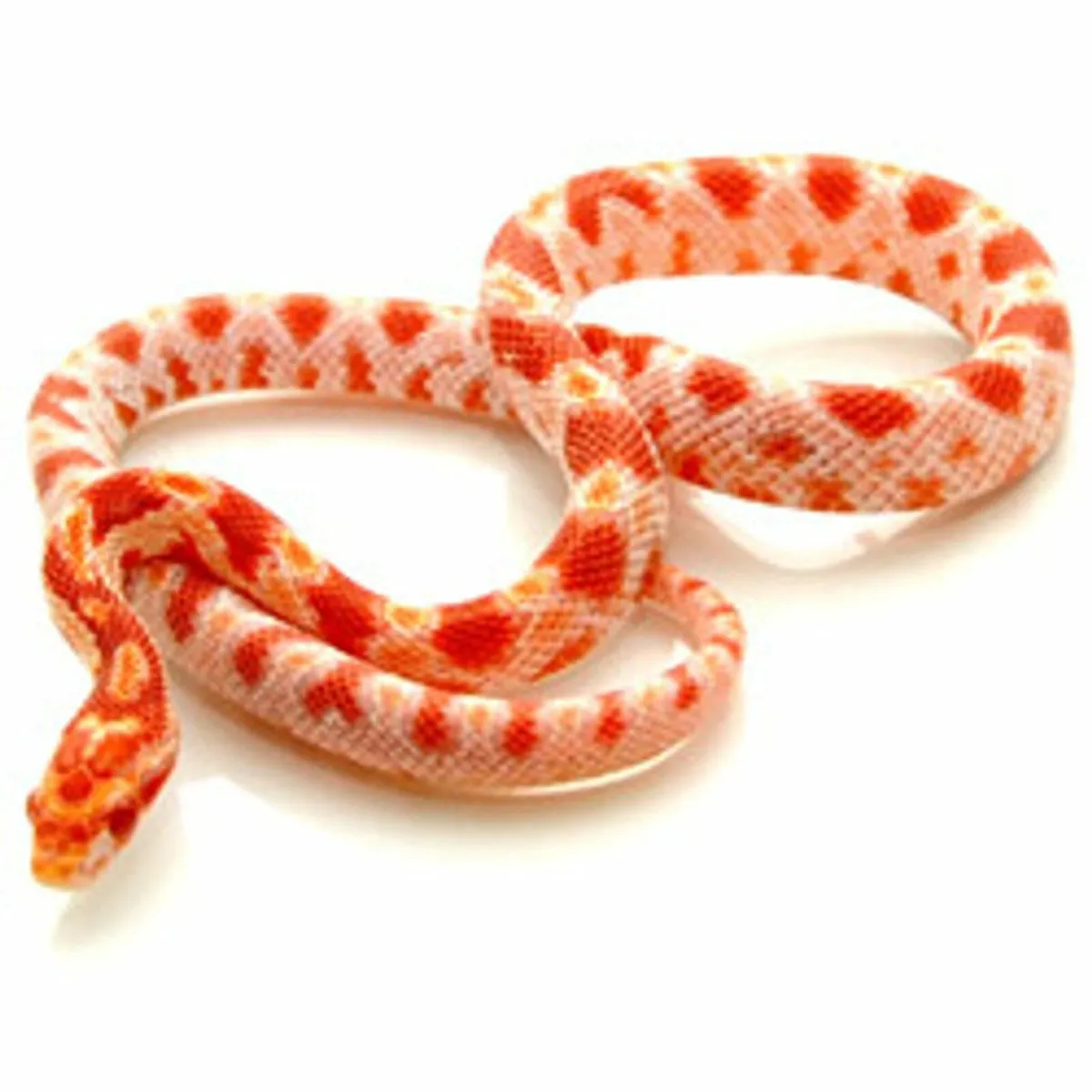 Corn Snake - Image 2