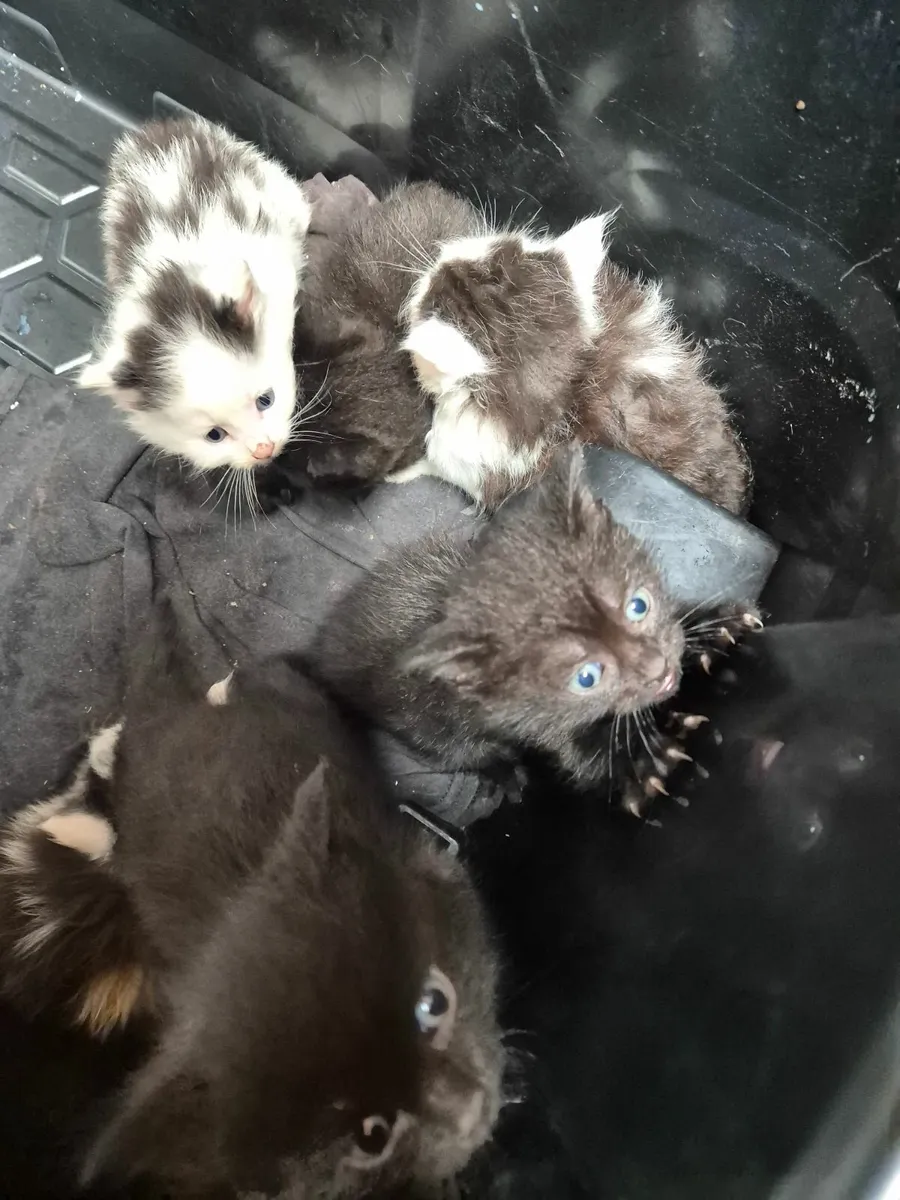 Kittens - Image 1