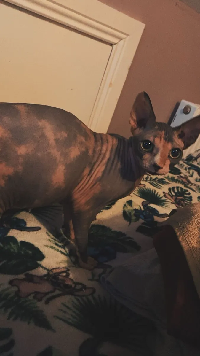 Canadian sphynx - Image 1
