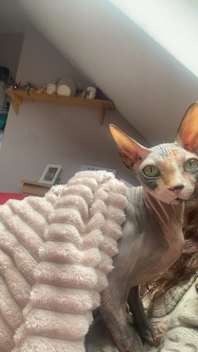 Canadian sphynx - Image 2