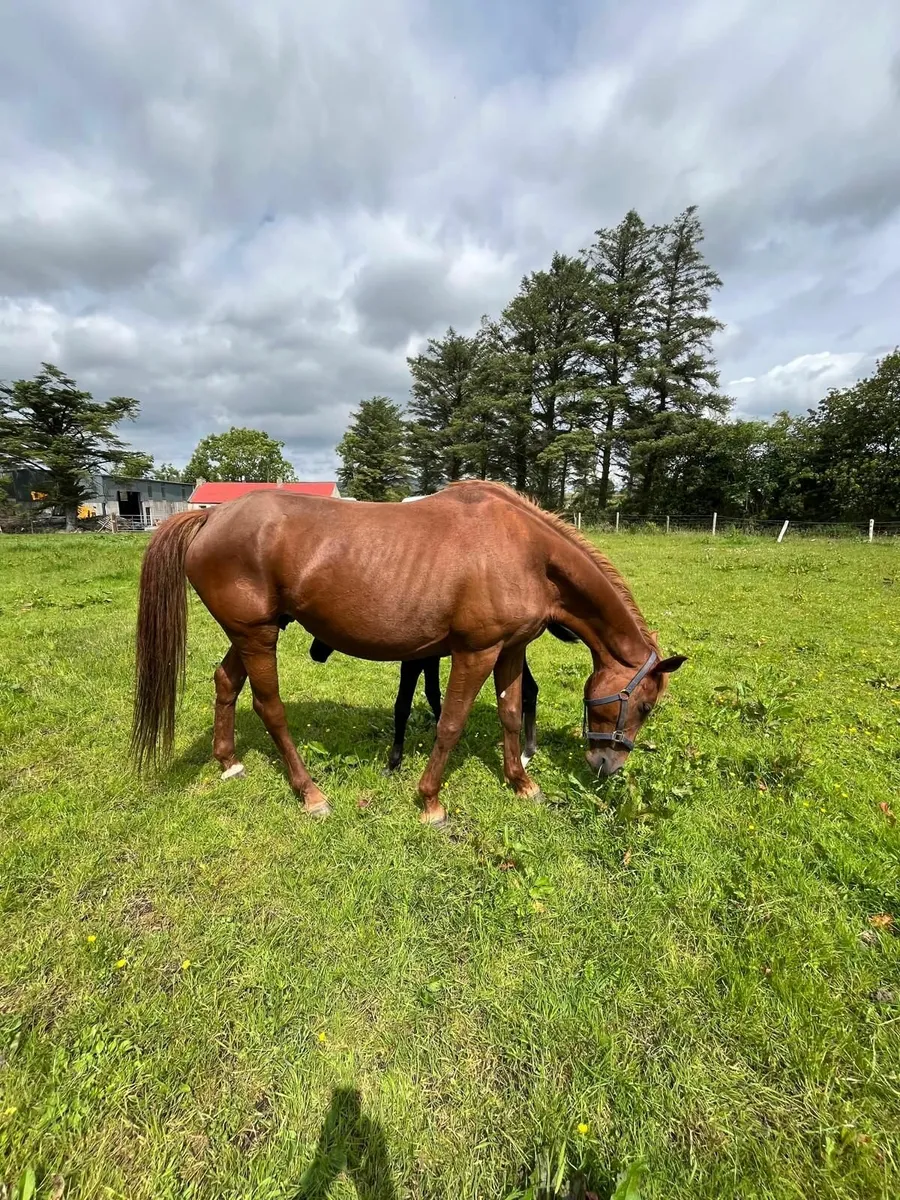 14 year old Brood Mare with foal at foot. - Image 1
