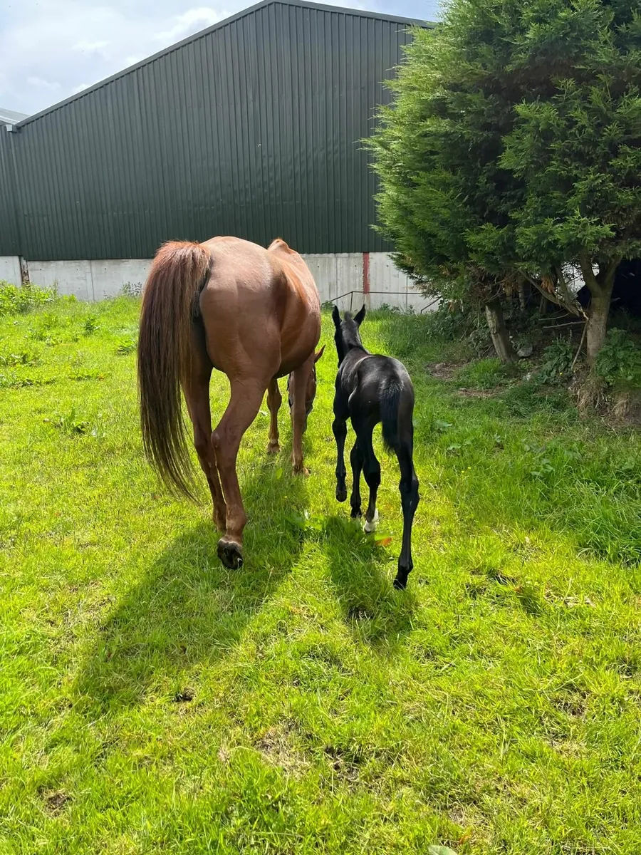 14 year old Brood Mare with foal at foot. - Image 3