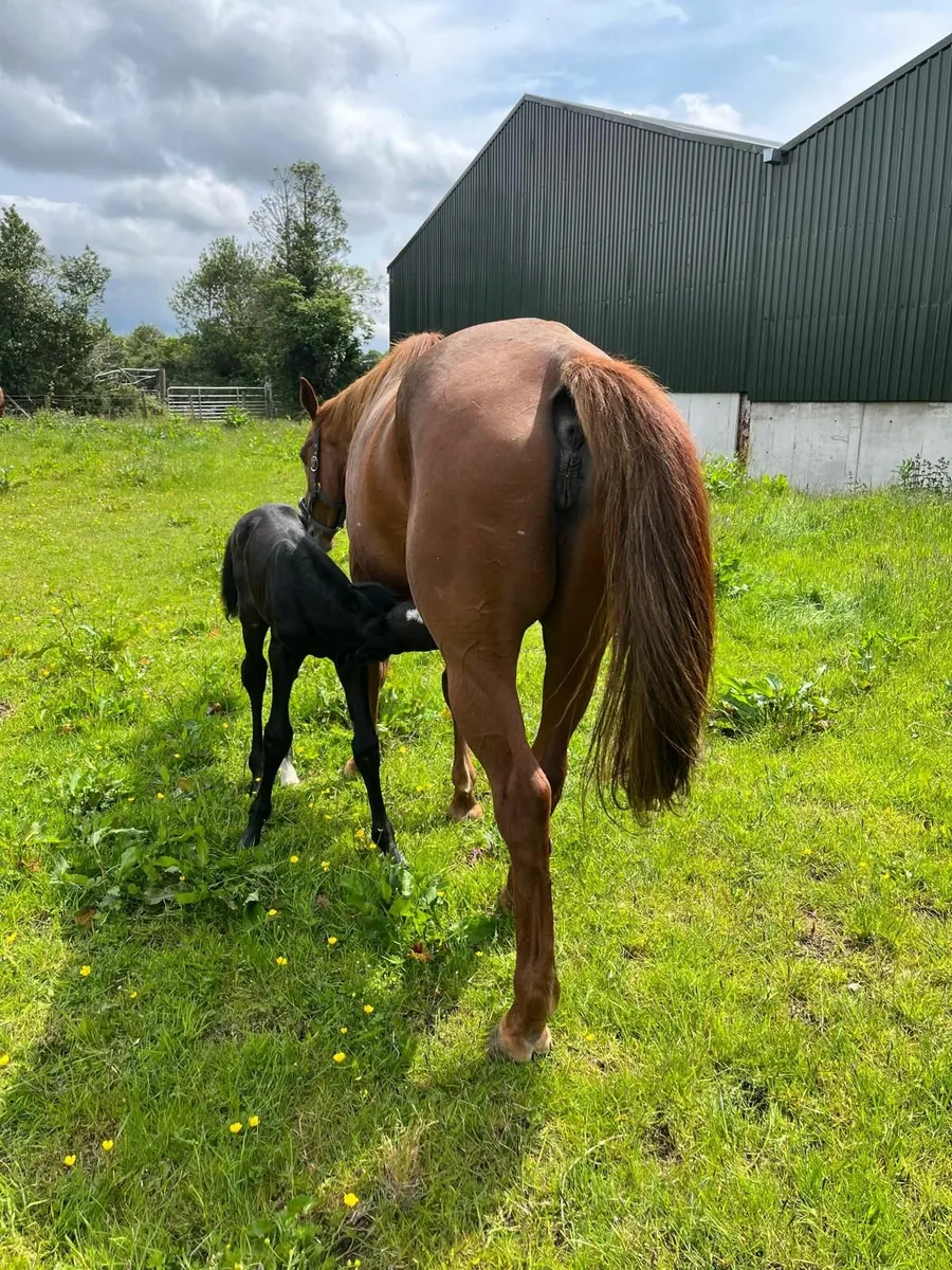 14 year old Brood Mare with foal at foot. - Image 4