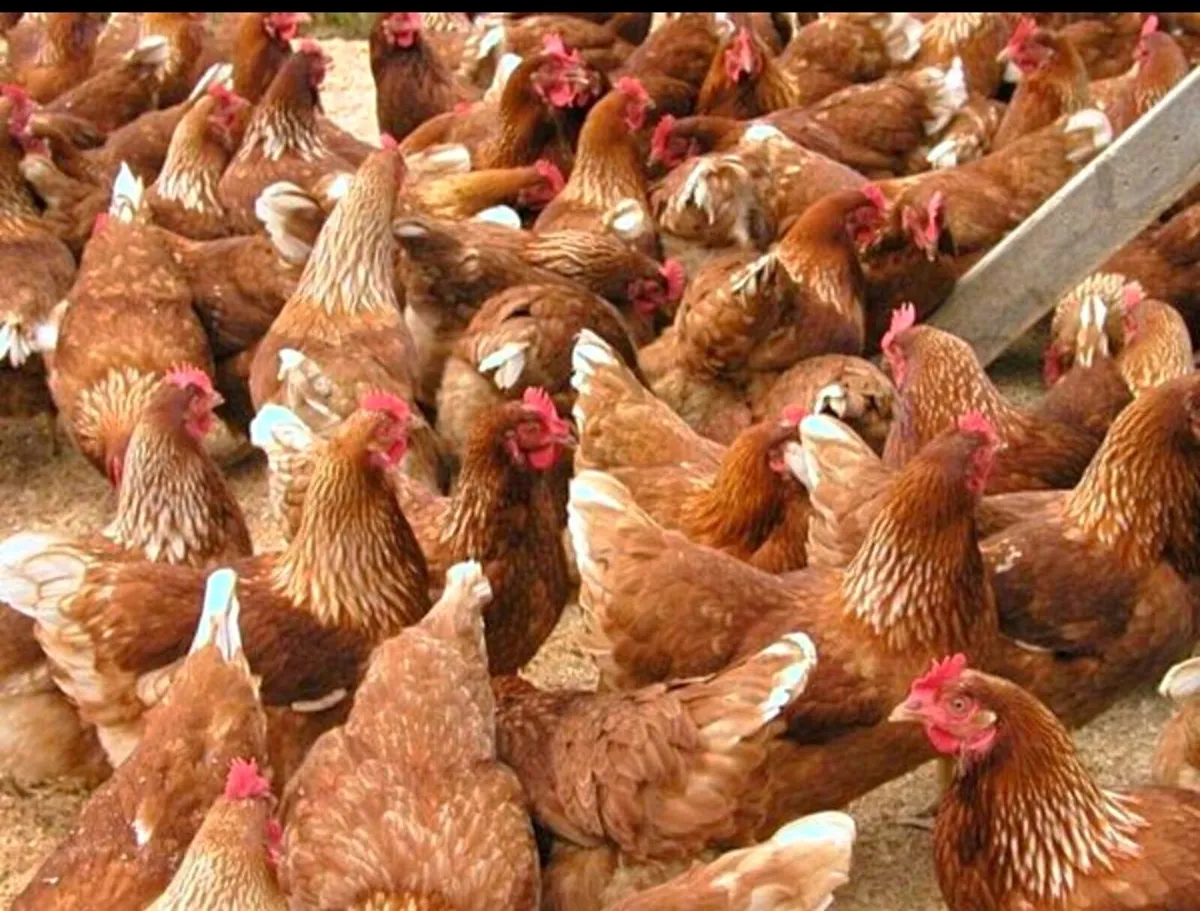 Hens