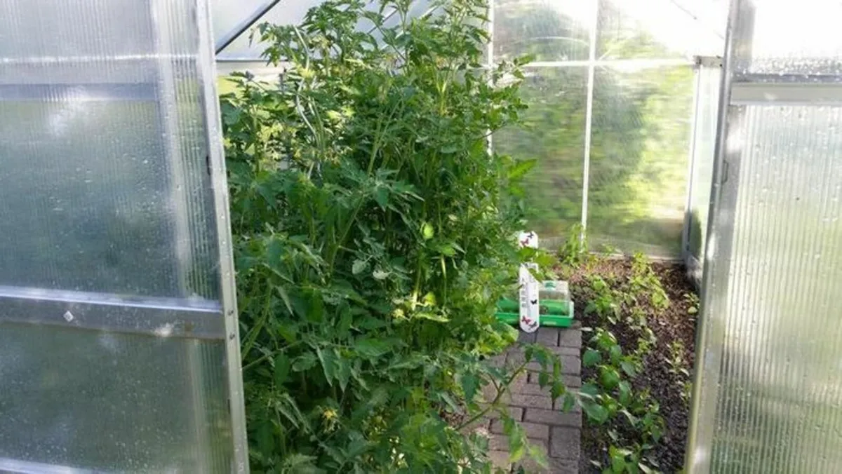 Aluminium Greenhouse - Image 3