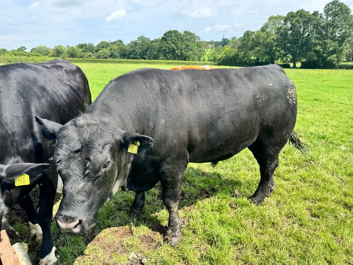 Pedigree Aberdeen Angus Bulls - Image 1