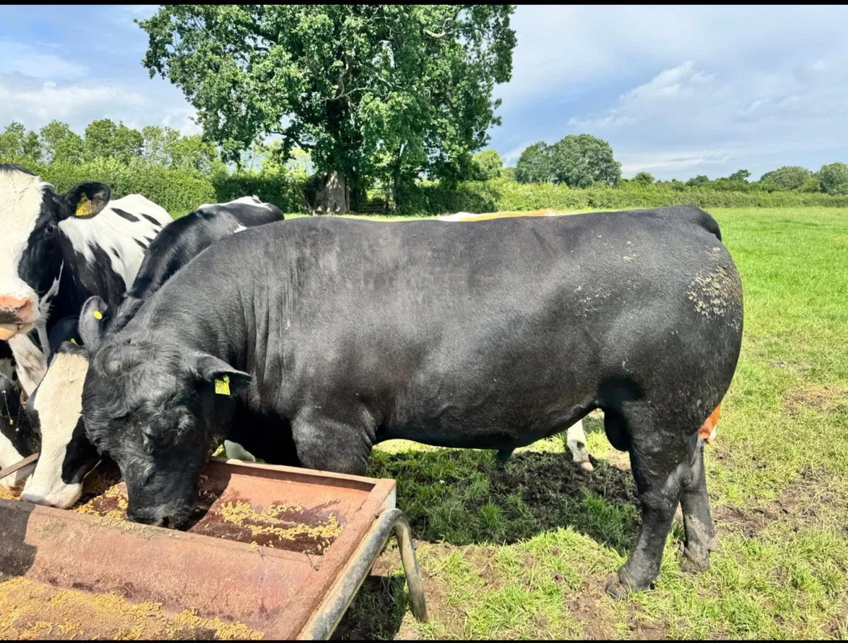 Pedigree Aberdeen Angus Bulls - Image 2