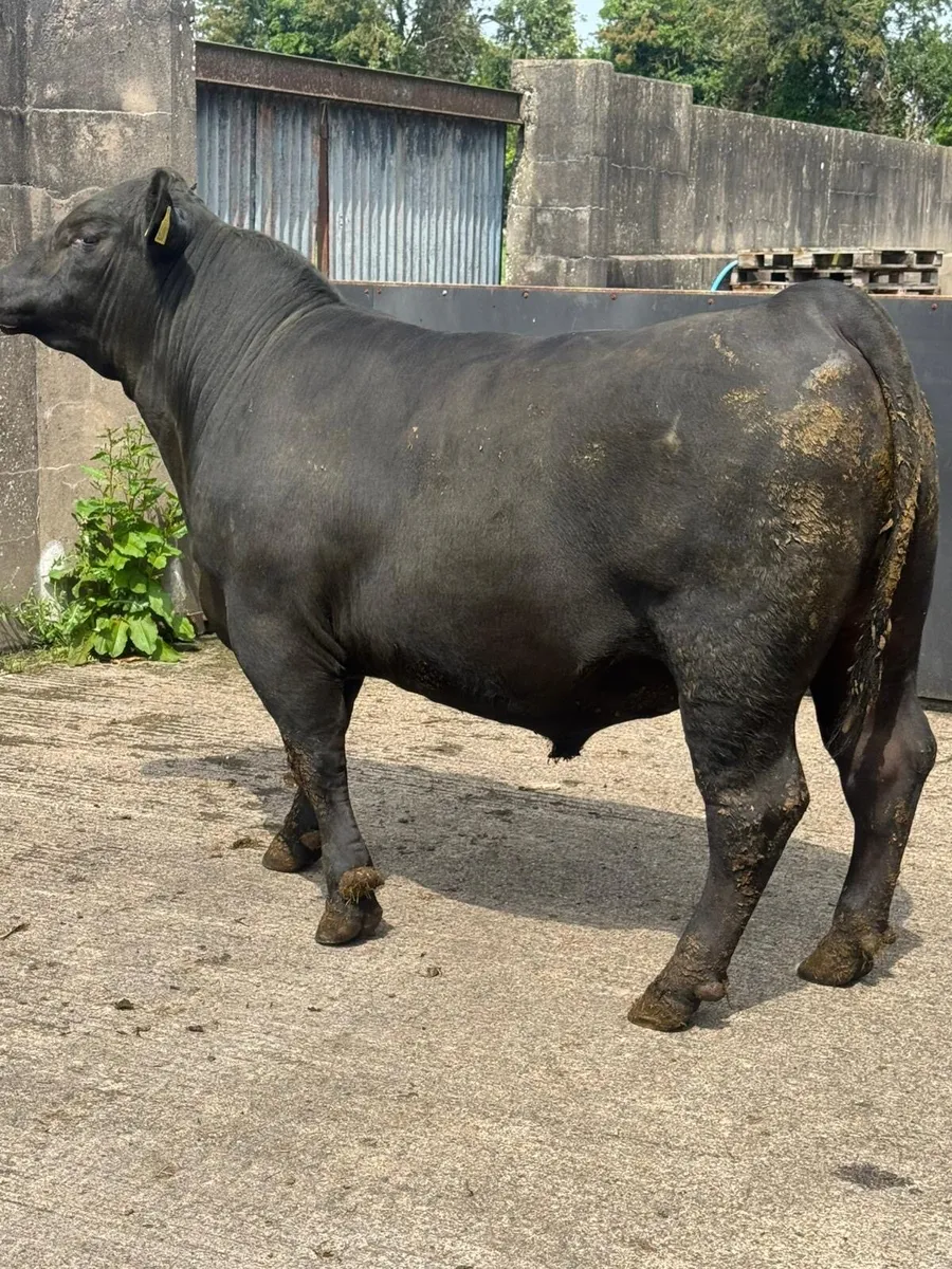 Pedigree Aberdeen Angus Bulls - Image 3
