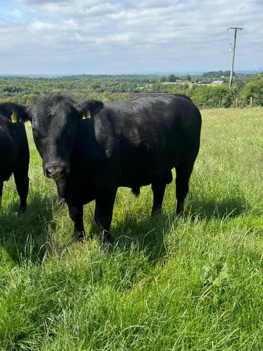 Pedigree Aberdeen Angus Bulls - Image 4