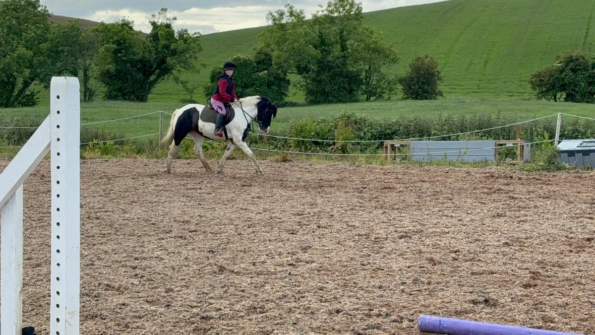 Diandra is a 13.2hh 6 year old mare, Diandra had p - Image 1