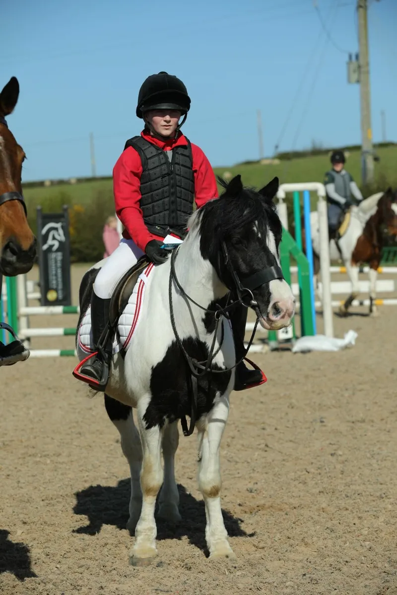 Diandra is a 13.2hh 6 year old mare, Diandra had p - Image 2