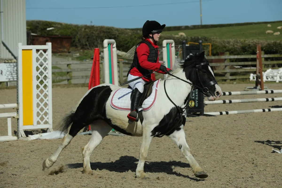 Diandra is a 13.2hh 6 year old mare, Diandra had p - Image 3
