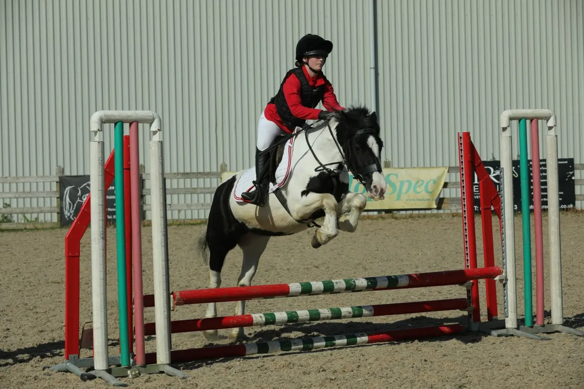 Diandra is a 13.2hh 6 year old mare, Diandra had p - Image 4