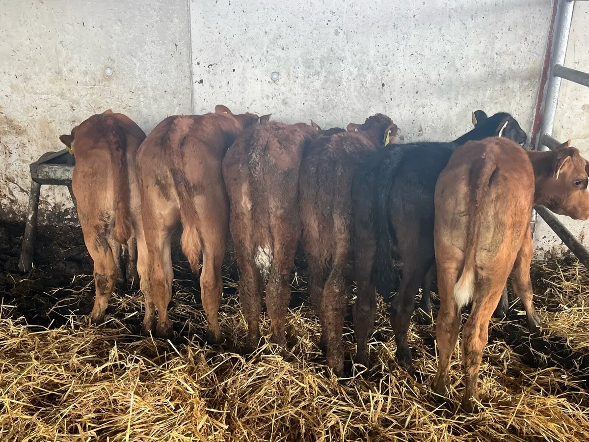 Limousine heifer runners - Image 1