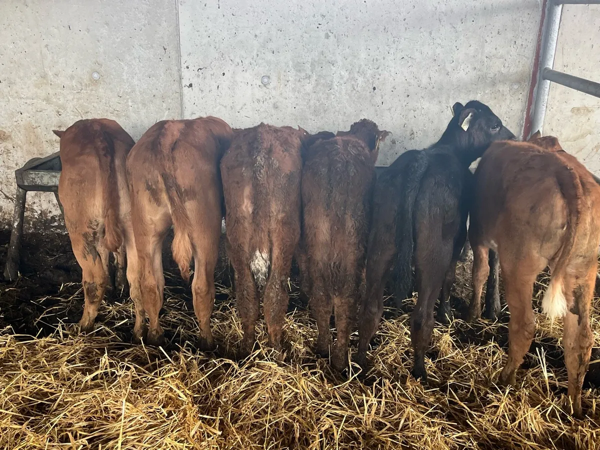 Limousine heifer runners - Image 2