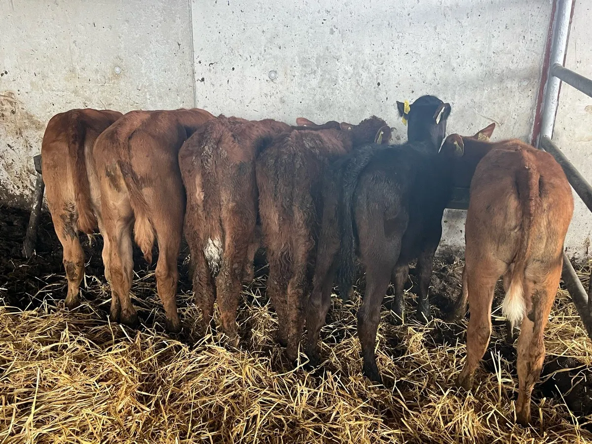 Limousine heifer runners - Image 3