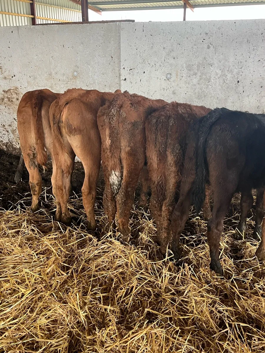 Limousine heifer runners - Image 4