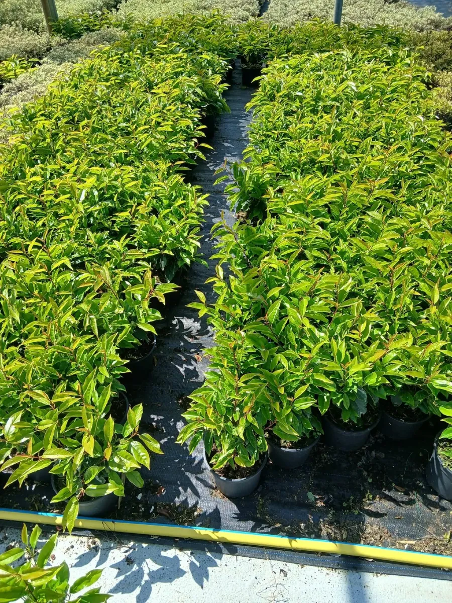 Portuguese Laurel Hedging - Image 1