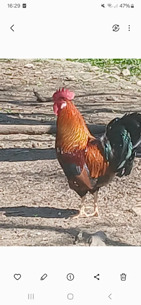 Roosters for sale