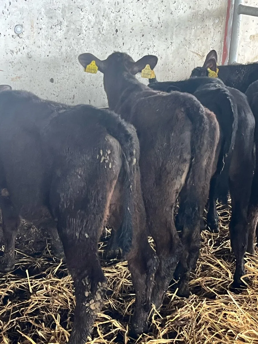 Angus Heifers - Image 1