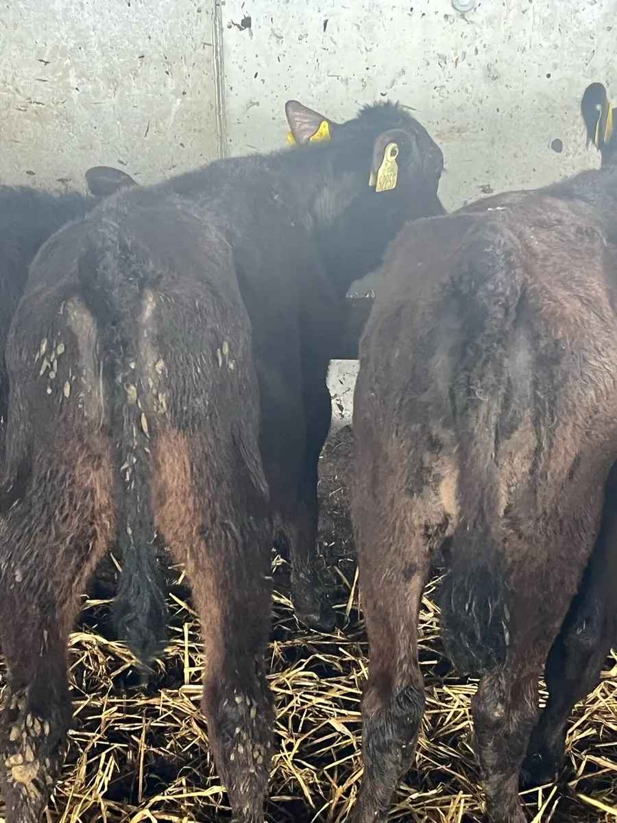 Angus Heifers - Image 2