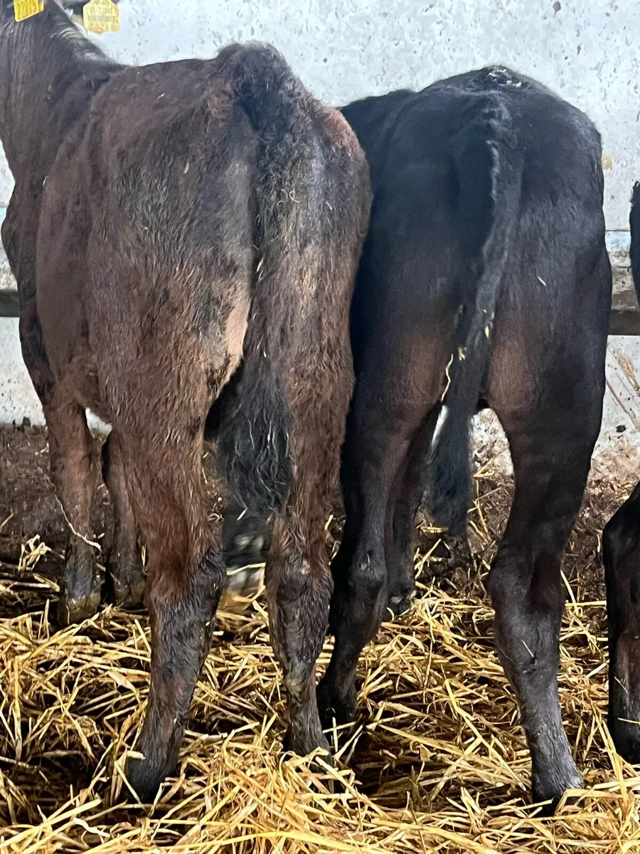 Angus Heifers - Image 3