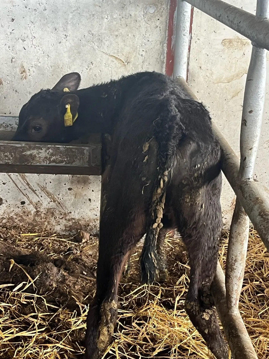 Angus Heifers - Image 4