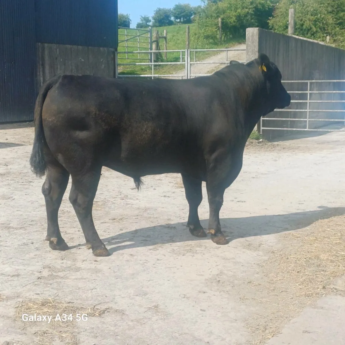 Angus bull and herford bull - Image 2