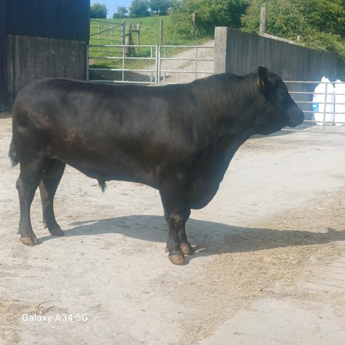 Angus bull and herford bull - Image 3