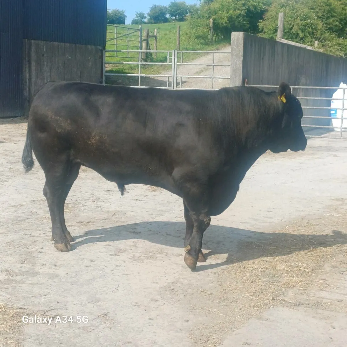 Angus bull and herford bull - Image 4