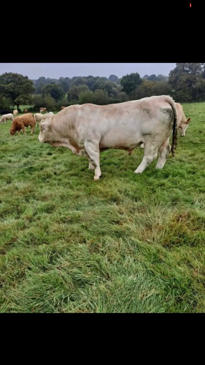 Charolais bull
