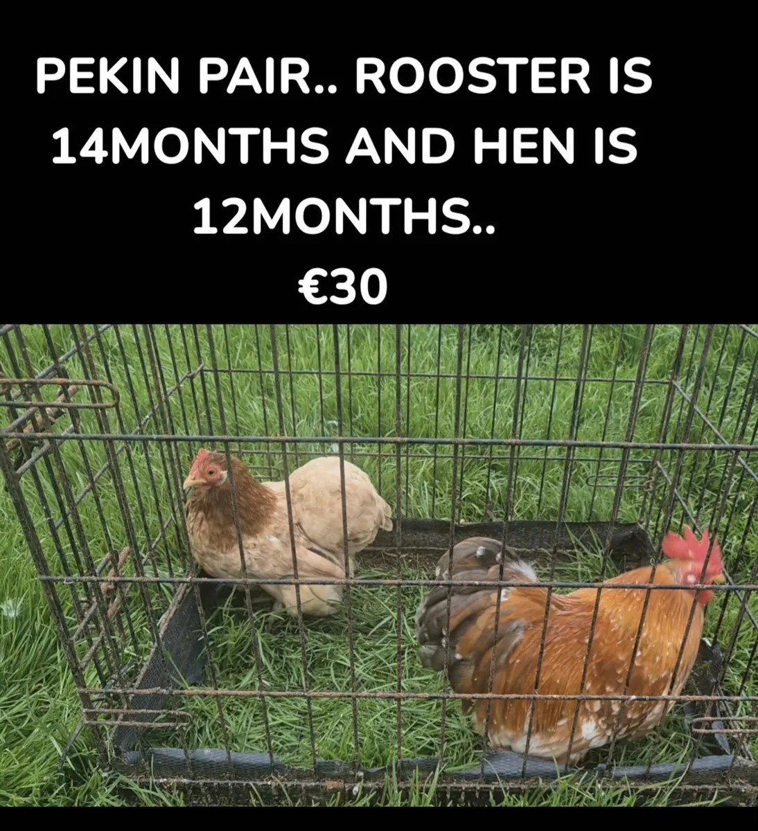 POULTRY - Image 1