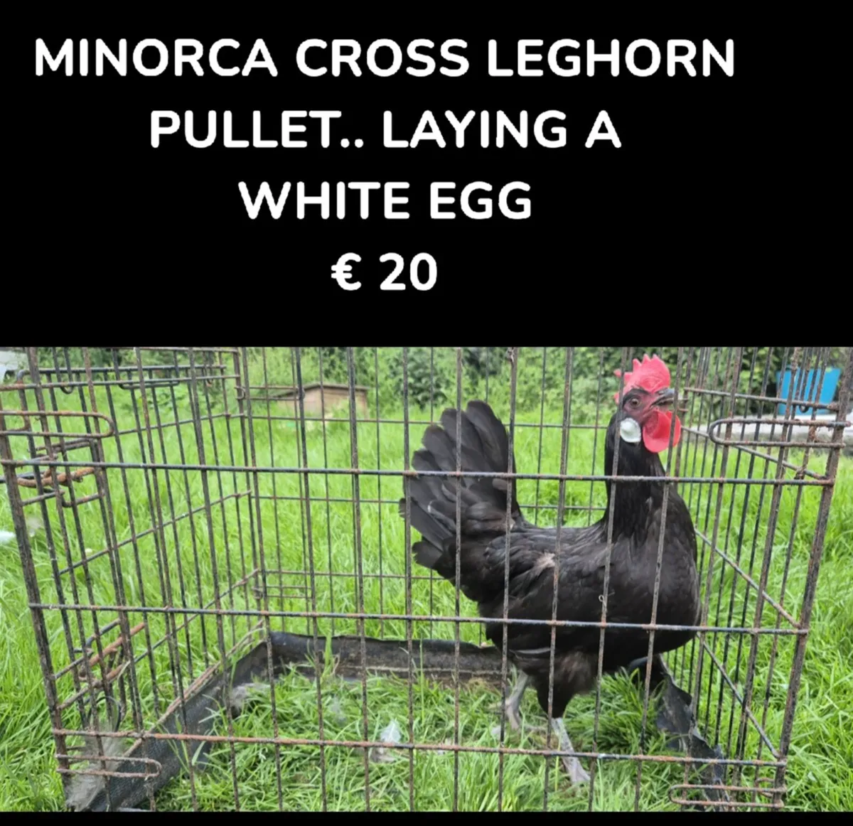 POULTRY - Image 2