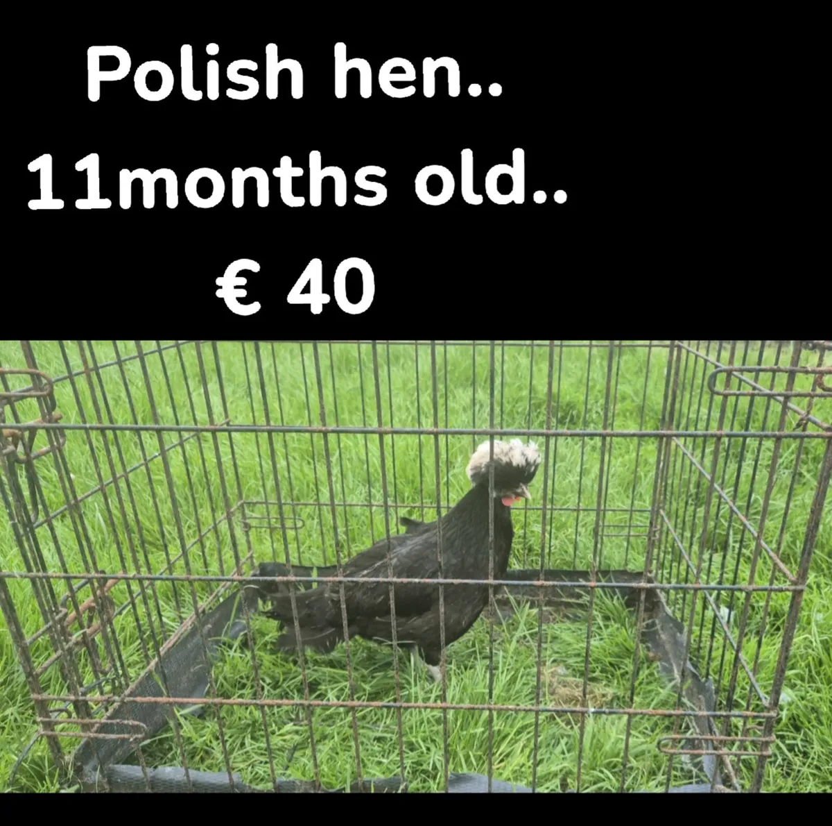 POULTRY - Image 3