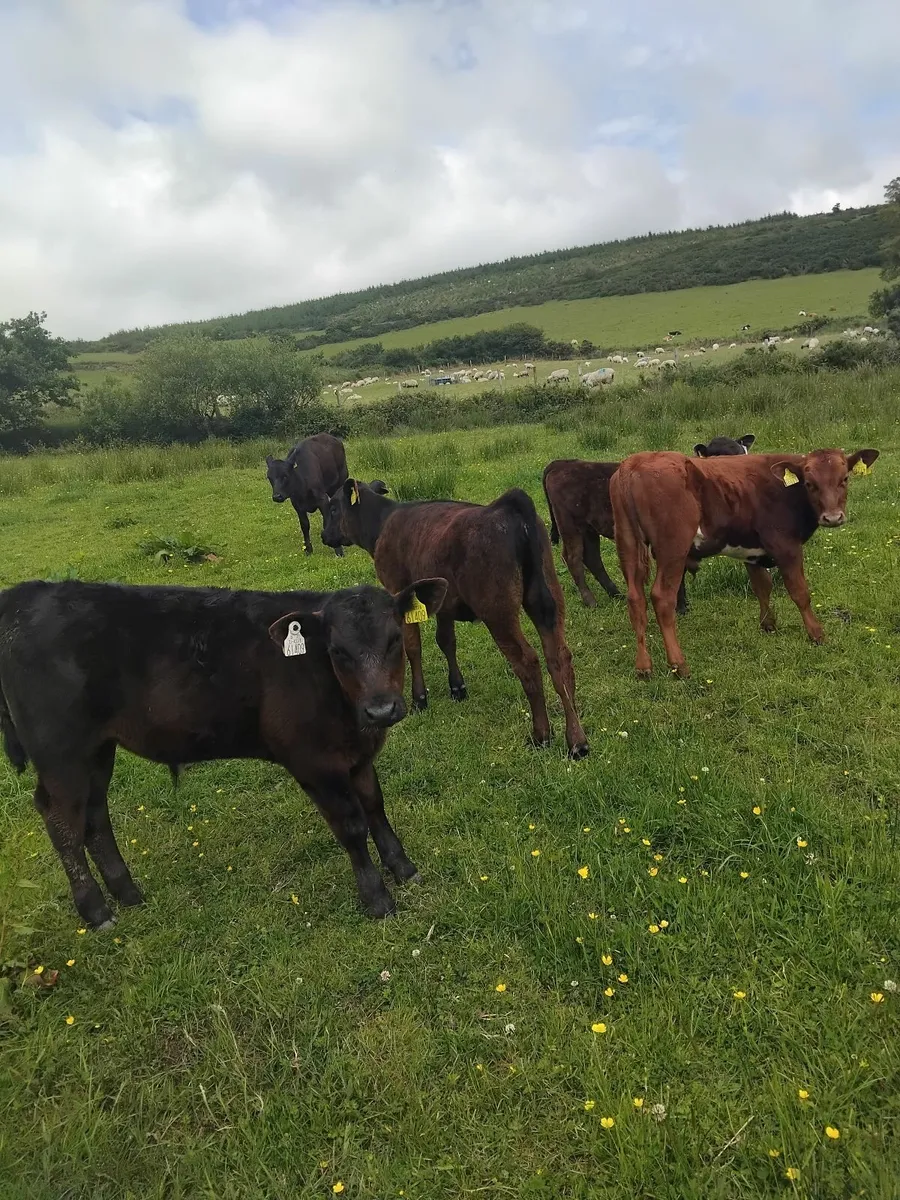 Reared calves - Image 1