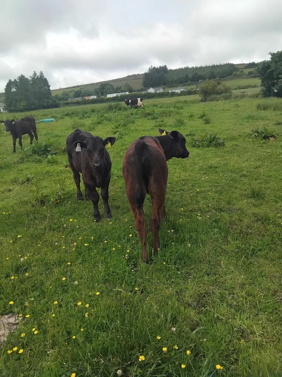 Reared calves - Image 2