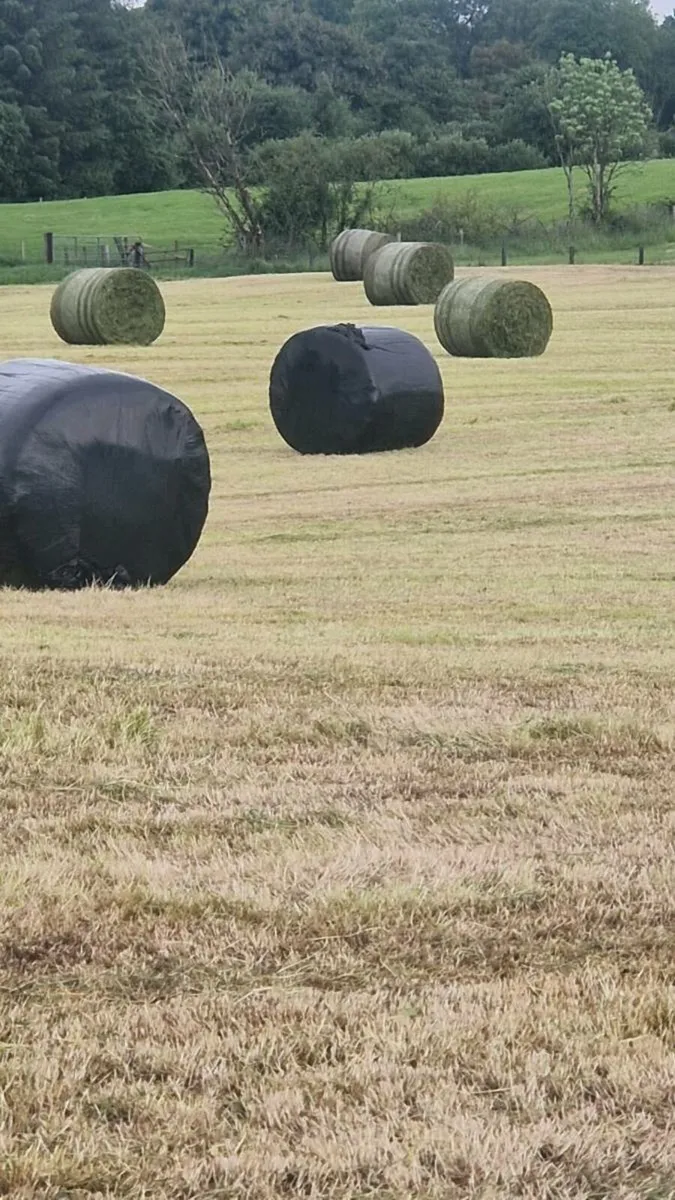 Bales of silage - Image 4