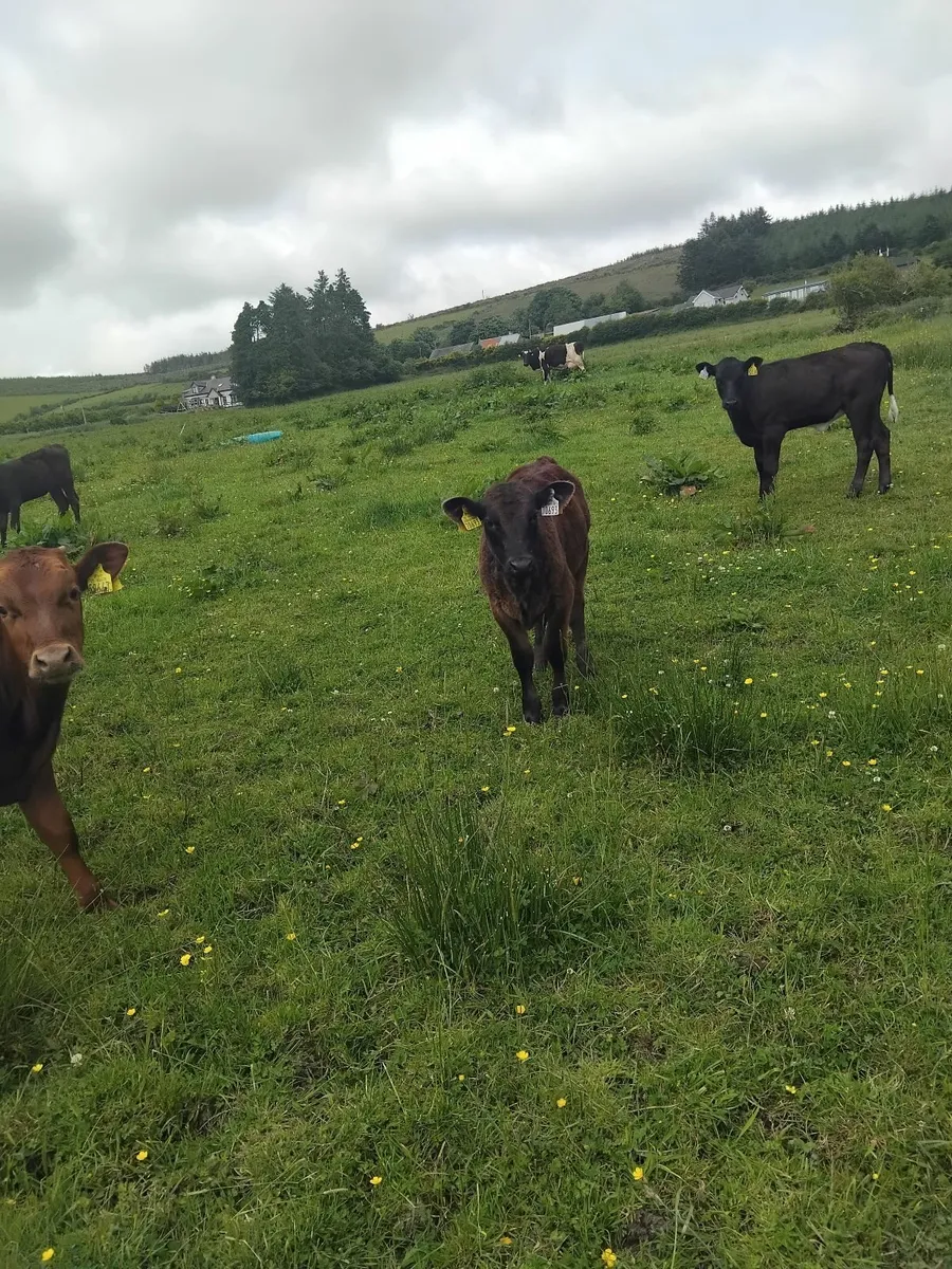 Reared calves - Image 3