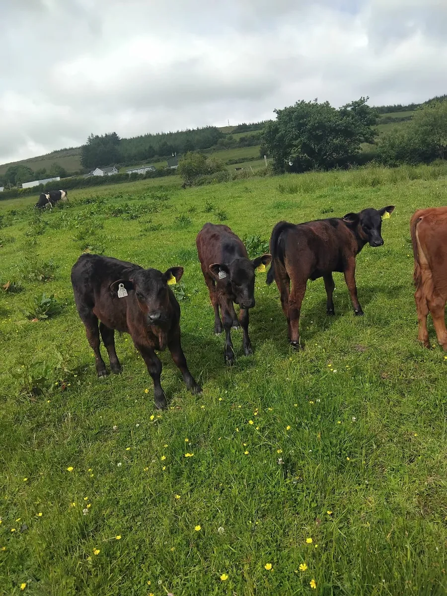 Reared calves - Image 4