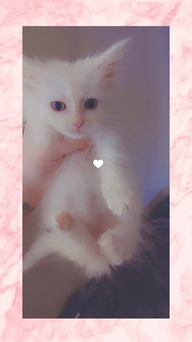 Maine coon  ragdoll - Image 1